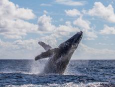 A Swedish company has created a new anti-hangover pill that reduces the short-term effects of drinking, whale poop is helping our ocean’s ecosystems, and a recent drought in Texas revealed the footprints from a dinosaur over 100 million years ago.