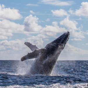 Adult whale breaching out of the water. Half of it's body is out of the water. Both pectoral fins are raised. The head is at the highest point, as it is jumping out of the water. breath vapour is visible.
