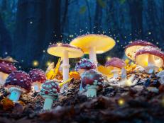 Mystical fly agarics glow in a mysterious dark forest. Fairytale background for Halloween.