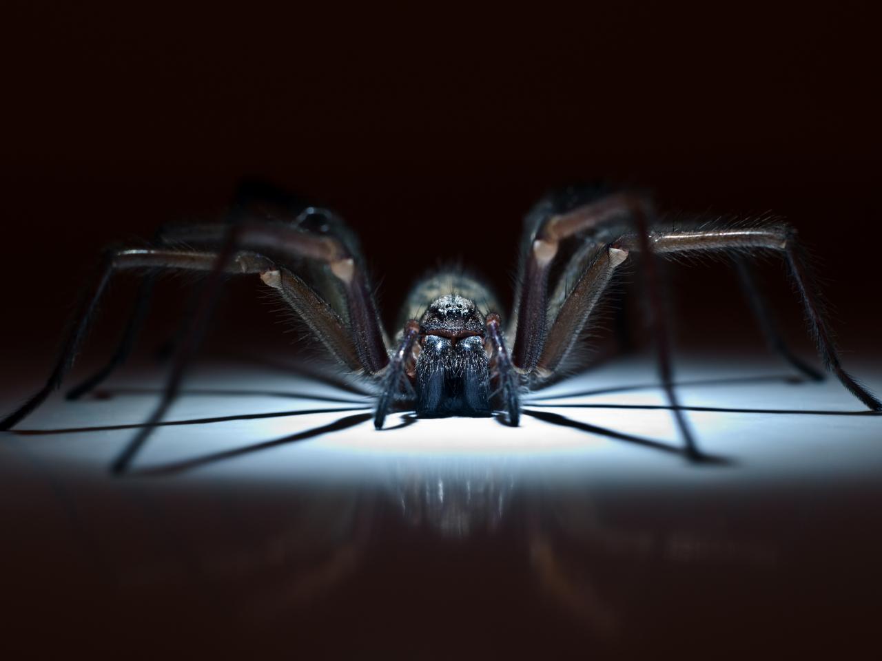 Scientists Reveal New 'Ghost' Spider Found at Power Plant