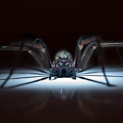 Curiosity Daily Podcast: Undead Spiders, Dandelion Drones, Dark Energy Made Light