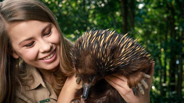 Robert, King of Cobras | Crikey! It's The Irwins | Discovery