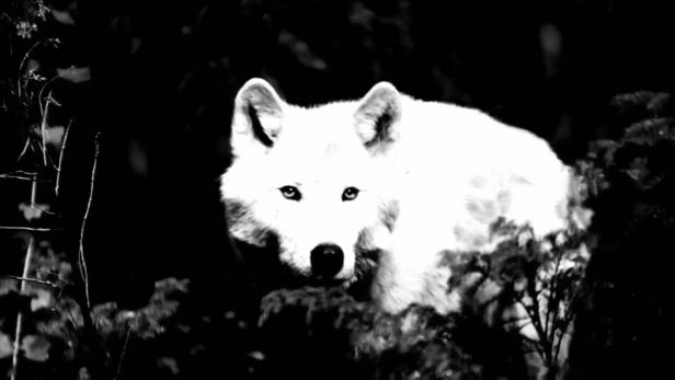 White Wolf Of Newfoundland Extinct Or Alive Discovery