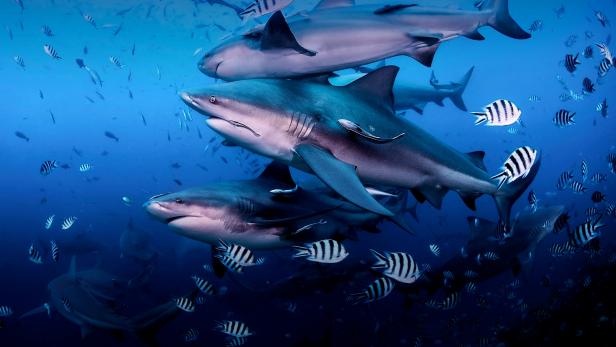 Return to Shark Island | Return to Shark Island | Discovery