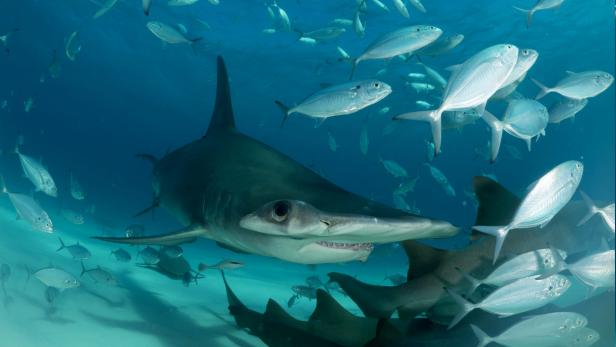 Sharks' Sturm emerges as a leader