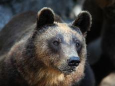 The mysteries around hibernating bears have intrigued curious children and researchers alike for ages. What is hibernation, what causes it and aren’t bears too big to truly hibernate? And probably most interestingly - could humans do this someday?