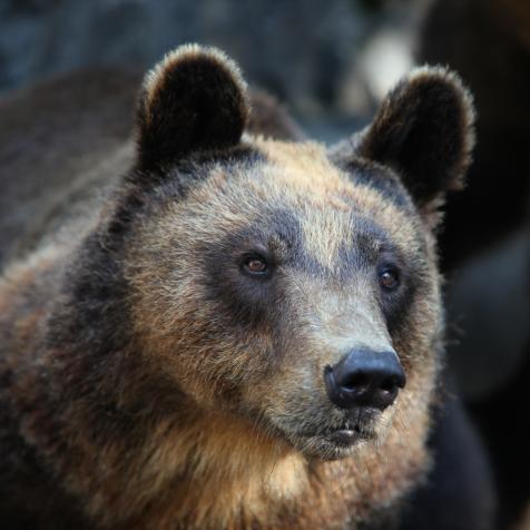Brown bears in captivity in Thessaloniki's Zoo. Brown bears are endangered species in Greece. They appear in mountains of Northern Greece like Rodope or Pindos. (Photo by Nicolas Economou/NurPhoto via Getty Images)
