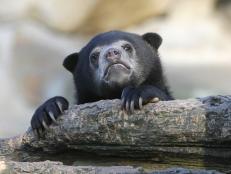 If any bear needs attention, it is the endangered Malayan sun bear, as science still knows very little about the species.