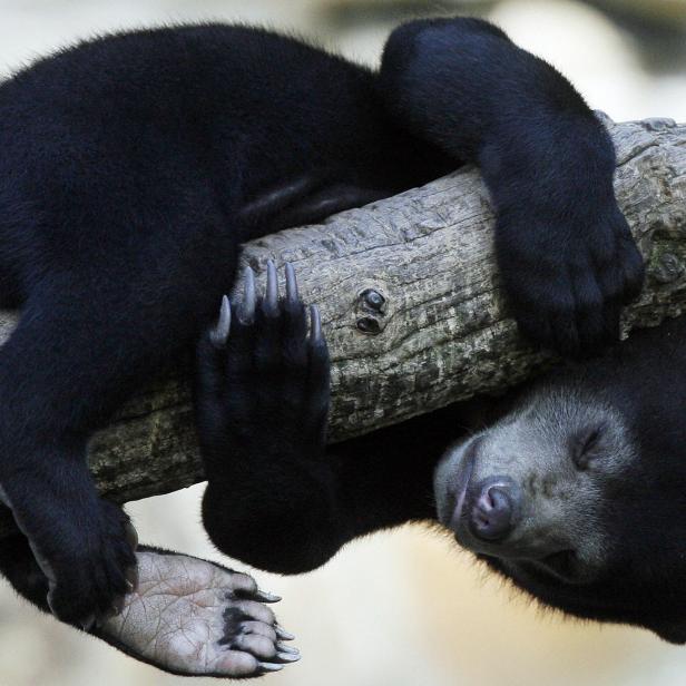 Berlin, GERMANY: Little sun bear "Ernst" sleeps on a branch 12 April 2007 in his enclosure at the Zoologischer Garten zoo in Berlin. "Ernst" lives next to the enclosure where Berlin's new star, polar bear cub "Knut", is presented to the public twice daily, and has nearly the same age as "Knut". But whereas visitors flock to Berlin zoo to get a glimpse of "Knut" who survived rejection by his mother and who has become a marketing phenomenon in Germany, "Ernst" draws attention of few visitors only.    AFP PHOTO    DDP/CLEMENS BILAN    GERMANY OUT (Photo credit should read CLEMENS BILAN/DDP/AFP via Getty Images)