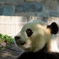 As promised, Bei Bei returns to China just a few months after his 4th birthday. 