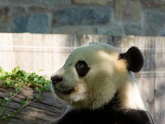 Giant panda Bei Bei eats his frozen 4th birthday cake at the Smithsonian National Zoo in Washington, DC, on August 22, 2019. - Bei Bei is set to move to China after turning four years old, according to a US-China breeding agreement between the Smithsonian National Zoo and the China Wildlife Conservation Association. (Photo by Alastair Pike / AFP via Getty Images