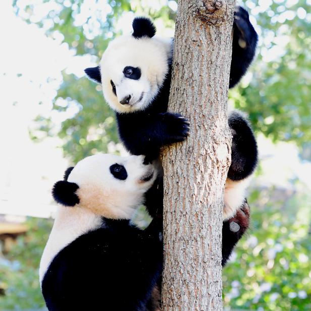 Giant panda Mei Xiang(bottom) mother of Bei Bei, catches him as he comes down a tree in his enclosure August 24, 2016 at the National Zoo in Washington, DC.Bei Bei celebrated his first birthday August 20, 2016. He is part of SinoAmerican panda diplomacy and will have to be sent to the People's Republic of China at the age of 4. (Photo by KAREN BLEIER/AFP via Getty Images)