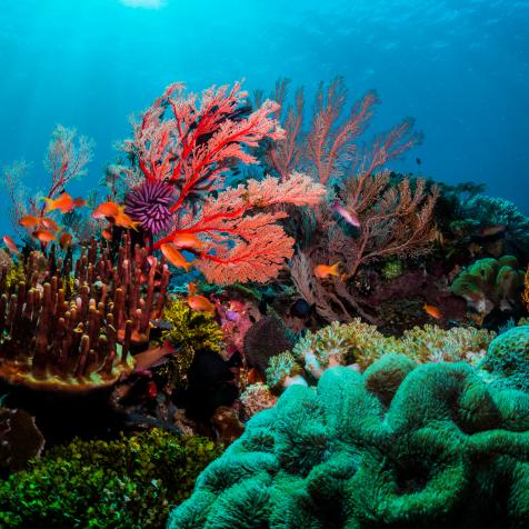 Beautiful coral scenes with vibrant fish life and divers