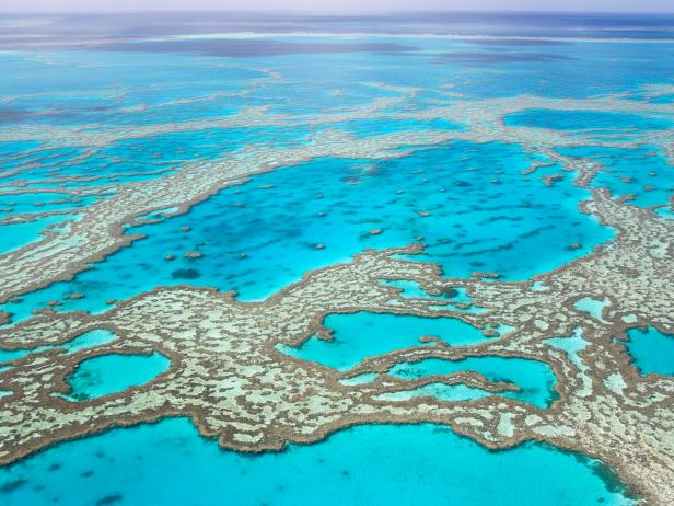 Has the Great Barrier Reef Actually Gone Under? | Nature and Wildlife ...