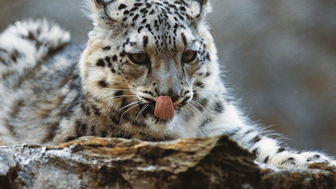 Living in Harmony with Snow Leopards in the Himalayas
