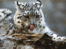 UNSPECIFIED - MARCH 03: Snow leopard or Irbis (Uncia uncia or Panthera uncia), Felidae. (Photo by DeAgostini/Getty Images)
