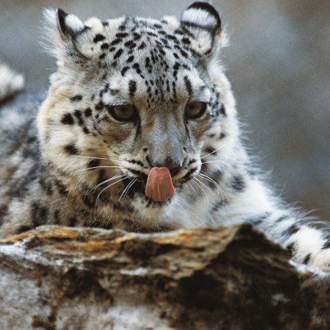 UNSPECIFIED - MARCH 03: Snow leopard or Irbis (Uncia uncia or Panthera uncia), Felidae. (Photo by DeAgostini/Getty Images)