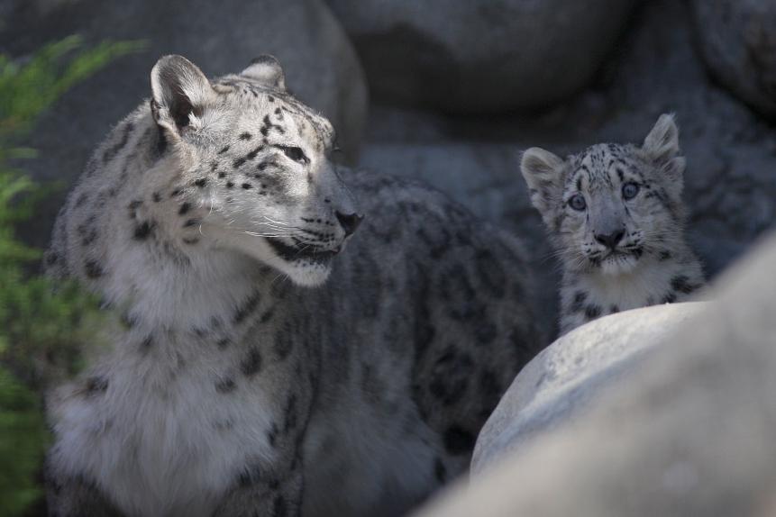 LOS ANGELES, CA - SEPTEMBER 10:  A pair of rare snow leopard cubs go on display at the Los Angeles Zoo and Botanical Gardens on September 9, 2009 in Los Angeles, California. The cubs, which have not yet been named, were born at the zoo on May 26 to a cat named Asia. Native to remote high mountains in Asia, only about 5,000 to 7,000 snow leopards are believed to remain in the wild. The cats can tolerate temperature extremes ranging from 40 degrees below zero Fahrenheit to as high as 104 degrees. They can leap 45 feet and kill prey that is two- to three-times their size. Snow leopards are at the top of the food chain and considered an indicator species. Ecosystems that support a high number of snow leopards are believed to be healthy.  (Photo by David McNew/Getty Images)