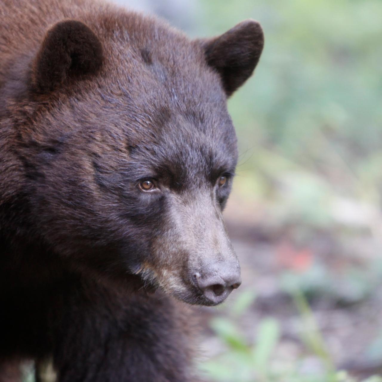 american black bear habitat