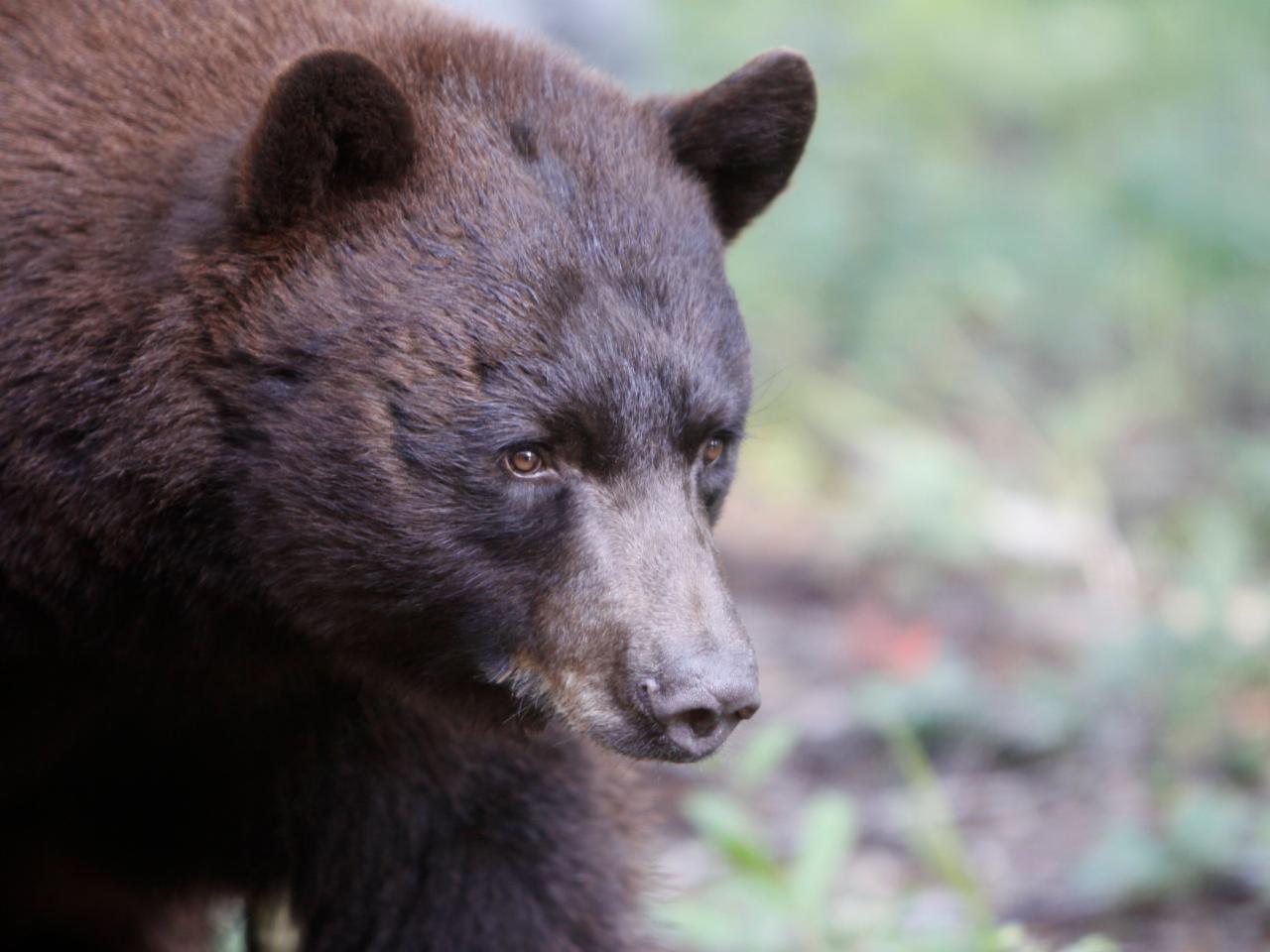 Saving the black bears of the West, Nature and Wildlife