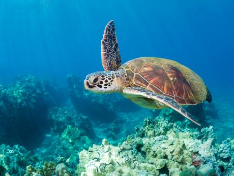 Working Together to Save Hawaii's Turtles