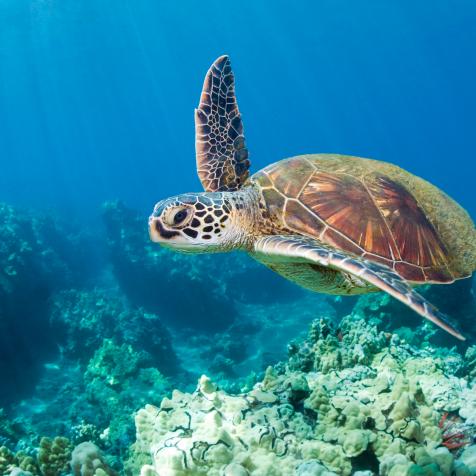 Endangered young green sea turtle underwater over coral reef in Oahu, Hawaii.