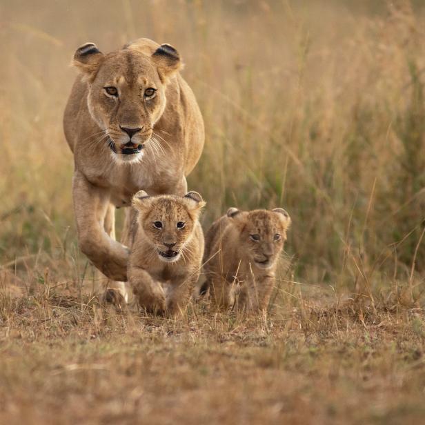Lioness with cubs running around in the jungle.