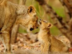 How Asiatic lionesses save their cubs, by playing the field.
