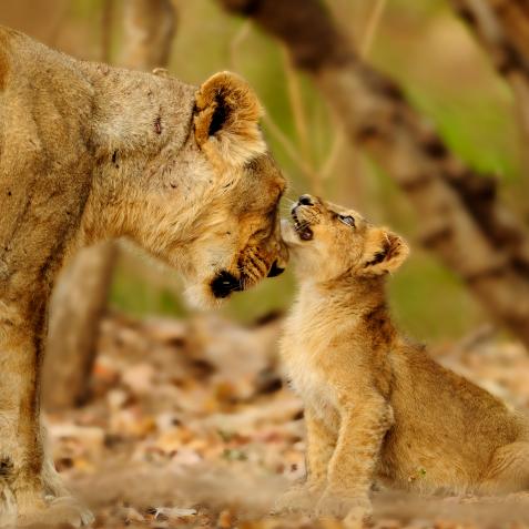 Lioness and cub Sharing love. Taken at Sasan Gir Wildlife Sanctuary Gujarat, India.