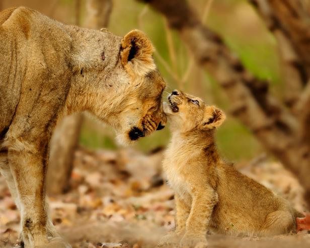 How Female Lions Use Their Cunning to Protect Their Cubs | Nature and  Wildlife | Discovery