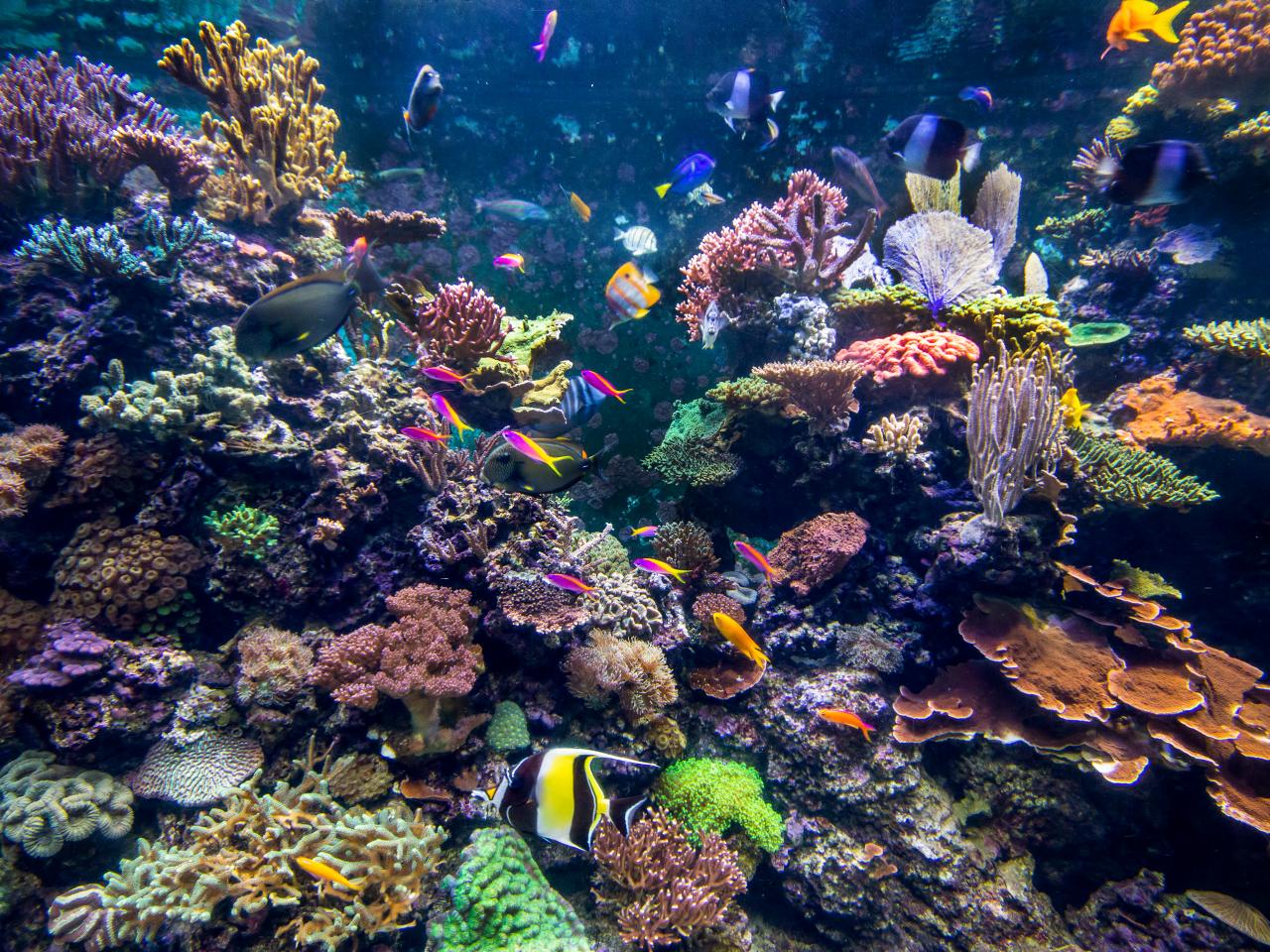 What Animals Live in Coral Reefs: The Amazing World of Reef Life -  Environment Co