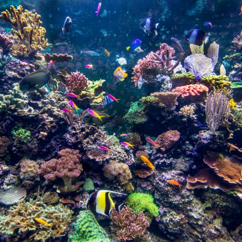 Underwater coral reef fish shoal landscape. Coral reef underwater world