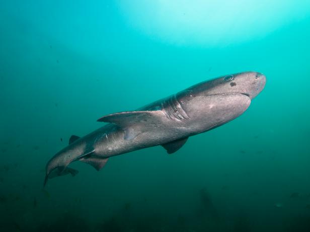 Shark Flings Itself Out of Water to Avoid Becoming Orca’s Snack ...