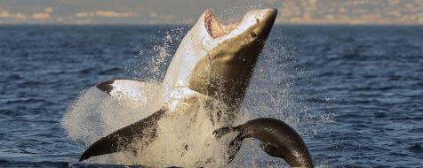 A 10' Great White breeched directly in front of me while surfing #sand, Great White Shark