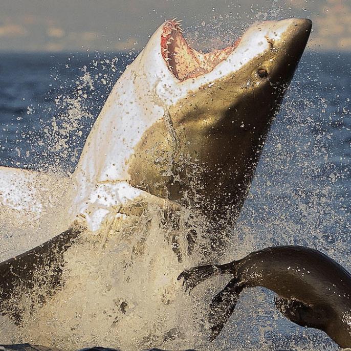 SharkFest Returns to National Geographic, Nat Geo WILD 