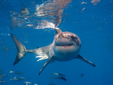 Shark Week: The Podcast - How Smart Are Sharks?