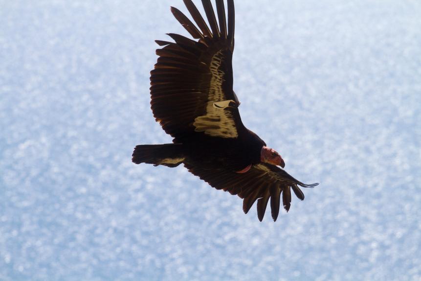 California Condor (Gymnogyps californianus) the largest North American land bird flies along California Big Sur coast