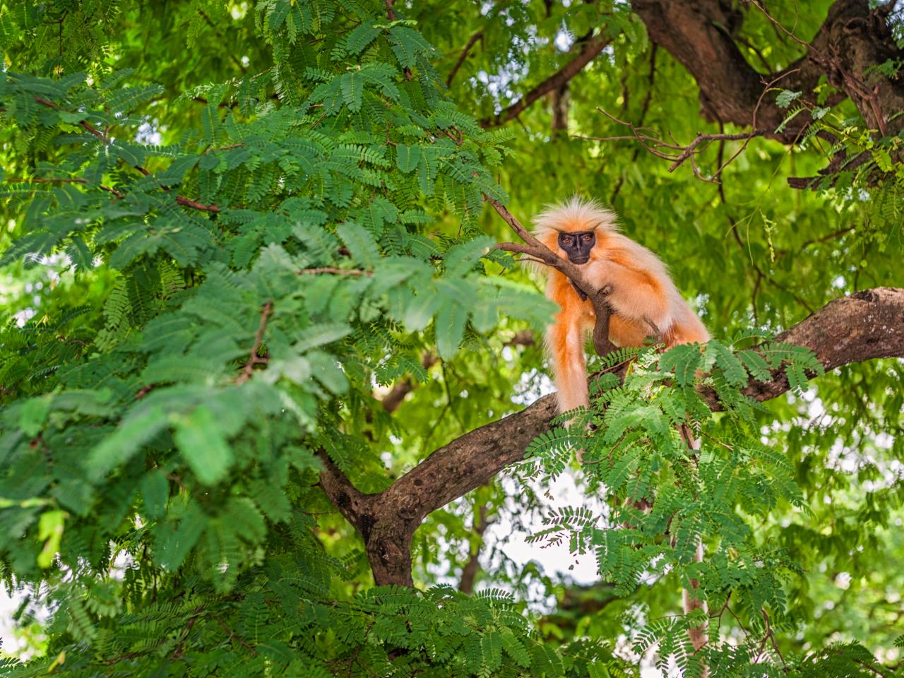 How Endangered Monkeys Swing Over Traffic Jams in India | Nature and  Wildlife | Discovery