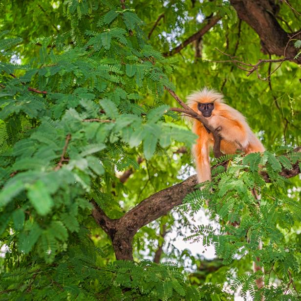 A Gee's golden langur sitting up in a tree in the highland forests of Assam, north east India.