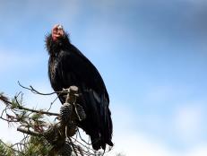 Condors once ranged from Baja California all the way to British Columbia. But, in 1987, the last wild California condor was taken into captivity in order to preserve the species. Now, thanks to a breeding program in central California, the condors are finally returning to their natural habitat in Big Sur.
