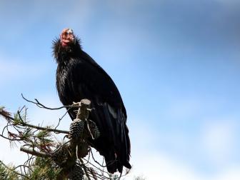 Adult, wild California Condor photographed in Big Sur along the central California coast. This species of Condor is critically endangered.