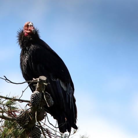 Adult, wild California Condor photographed in Big Sur along the central California coast. This species of Condor is critically endangered.