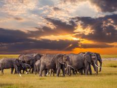 There has been a lot of not-so-great elephant news out of Africa in the last couple of decades. Between 2006 and 2015, an estimated 100,000 elephants disappeared across the continent. However, the story of the Serengeti is slightly different to other national parks in Africa. Here's some insight as to why.