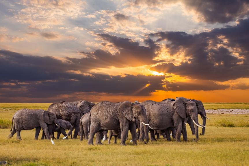 Serengeti National park, Tanzania