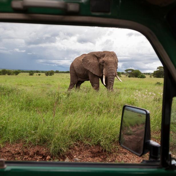 elephant in serengeti national park