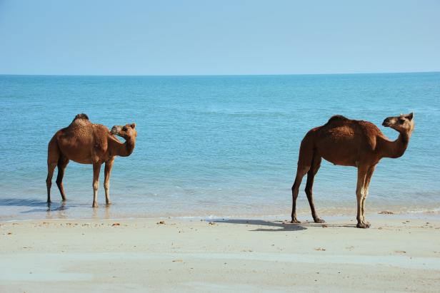 Ships Of The Desert Out In The Indian Ocean Nature And Wildlife Discovery