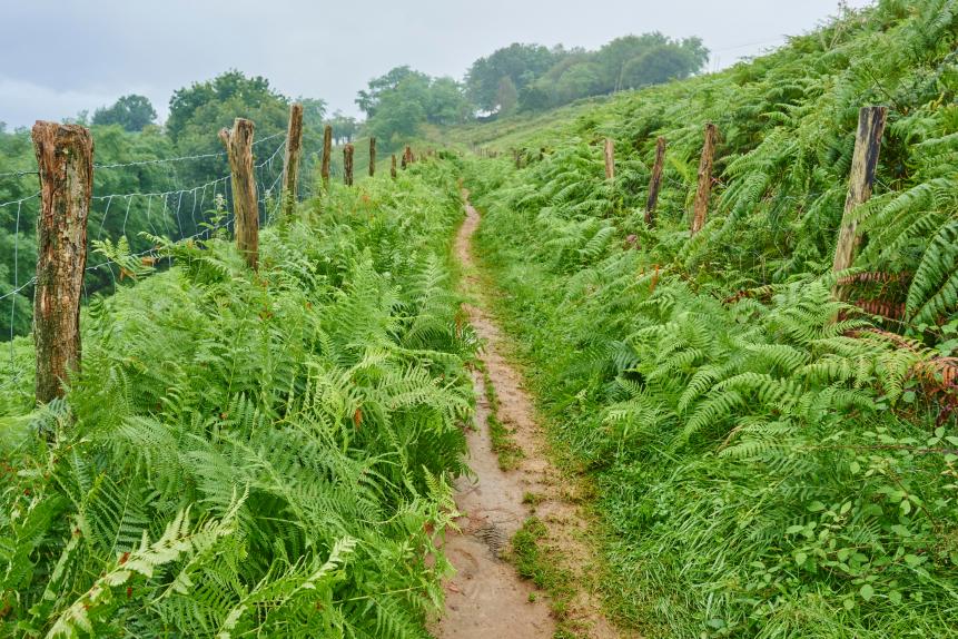 Walking path going through the Male fern (Dryopteris filix-mas) from Donostia San Sebastian to Orio at the Camino del Norte, coastal path, Way of St. James, Camino de Santiago trail, Basque country, Spain, Europe