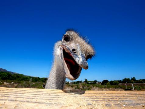 Nature in Focus | Welcome to Ostrichland