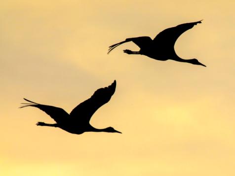 Nature in Focus | Great Bird Migrations