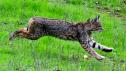 Nature in Focus | Bobcat on the Hunt